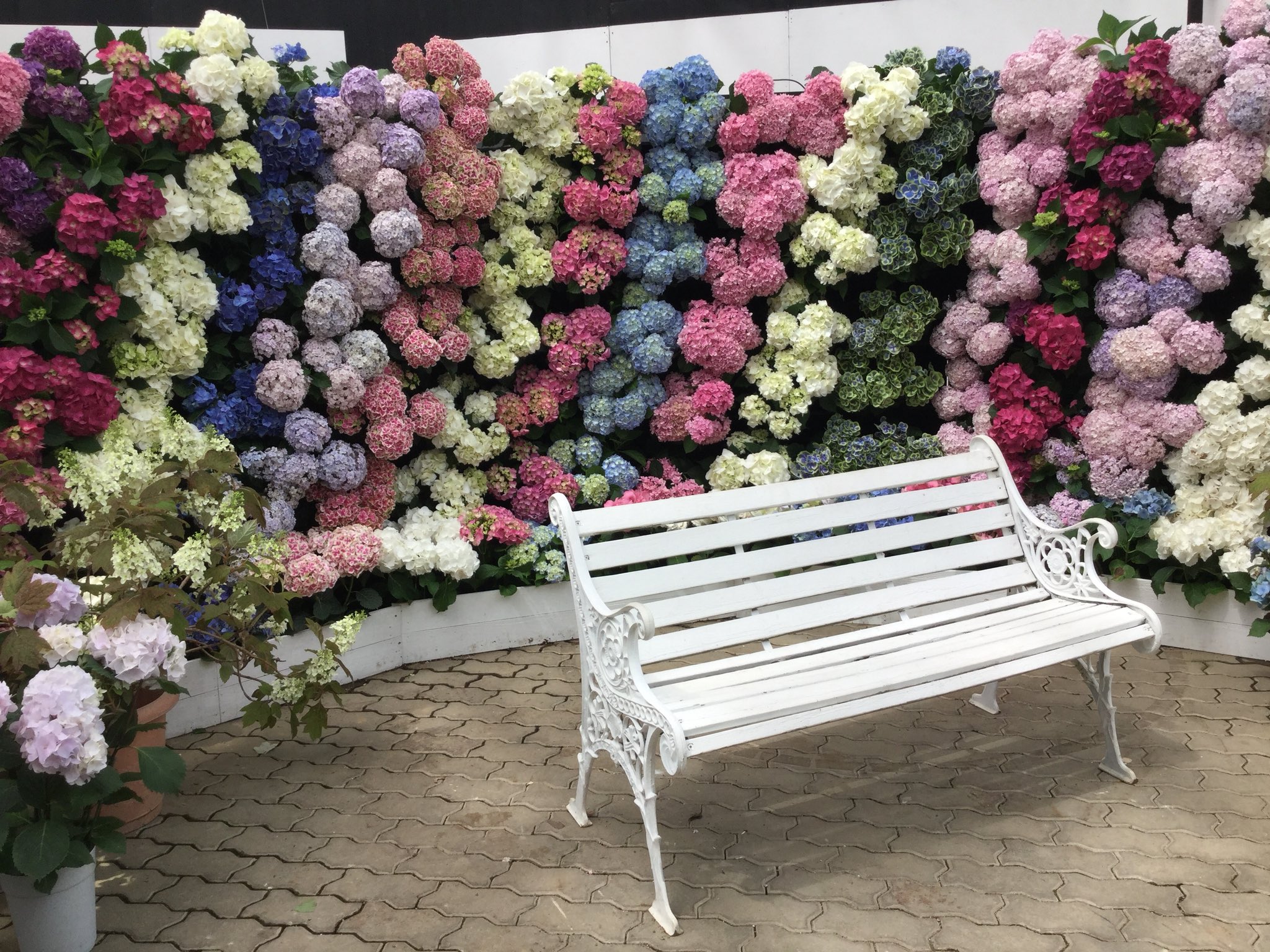 もも子 動物は苦手 花センターの紫陽花 白い縁どりで八重咲きの紫陽花はきらきら星という新品種です 珍しいでしょう 写真2枚とも きらきら星です 紫陽花 アジサイ きらきら星 T Co Rqaqnoucrj Twitter
