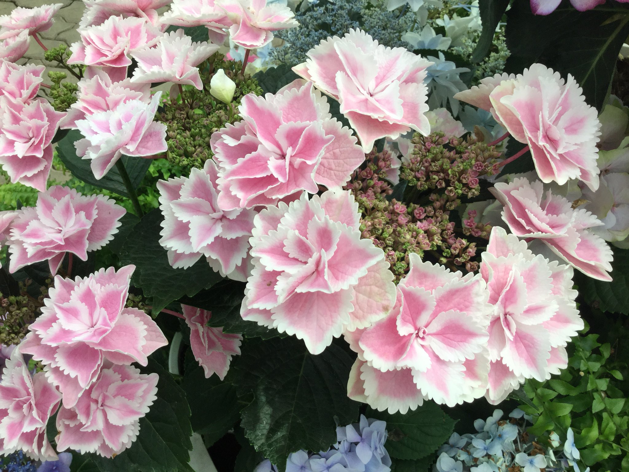 もも子 動物は苦手 花センターの紫陽花 白い縁どりで八重咲きの紫陽花はきらきら星という新品種です 珍しいでしょう 写真2枚とも きらきら星です 紫陽花 アジサイ きらきら星 T Co Rqaqnoucrj Twitter