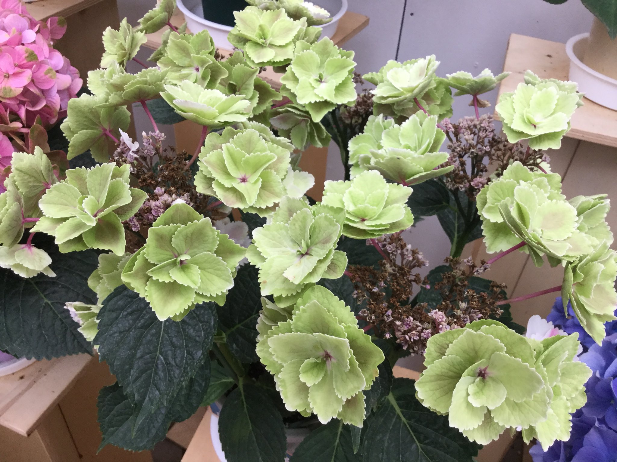 もも子 動物は苦手 花センターの紫陽花 白い縁どりで八重咲きの紫陽花はきらきら星という新品種です 珍しいでしょう 写真2枚とも きらきら星です 紫陽花 アジサイ きらきら星 T Co Rqaqnoucrj Twitter