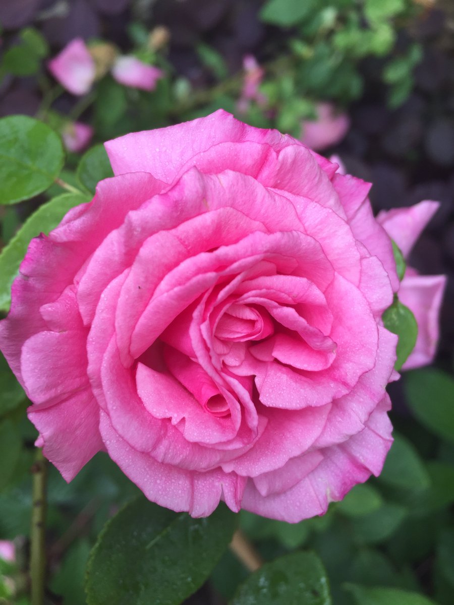 TythorneGD's tweet image. Summer is here! The start of June marks the beginnings of summer, and it is a great month to enjoy our gardens. Here's the Tythorne Garden Design guide to what to see and enjoy in our gardens this month... tythorne.com/blog/our-garde…