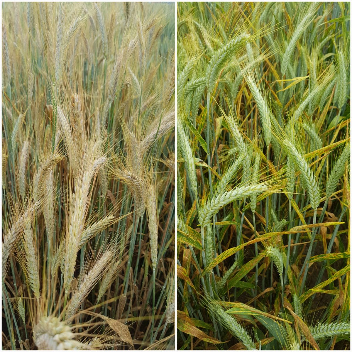 jedi_59's tweet photo. La complexité des résistances aux maladies! A gauche une sensibilité feuille et épi et à droite sensible feuille mais une résistance épi. Importance du #phenotypage précis. #selection #striprust #triticale. @GroupeFDesprez https://t.co/MNgkkmohLa