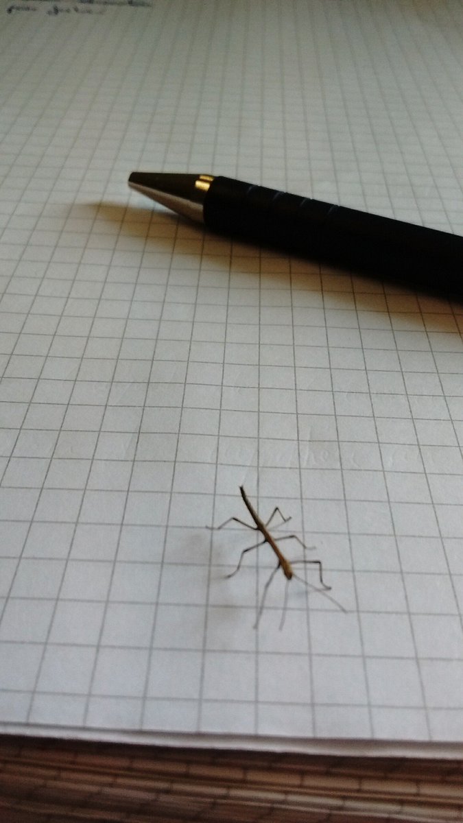 RaphieJarrige's tweet image. Travailler à la @RotondeSciences c'est la possibilité de tomber à tout moment sur de drôles de rencontres. #MetierARisque #Phasme #EducationAuxSciences #MondeDuVivant #Mues