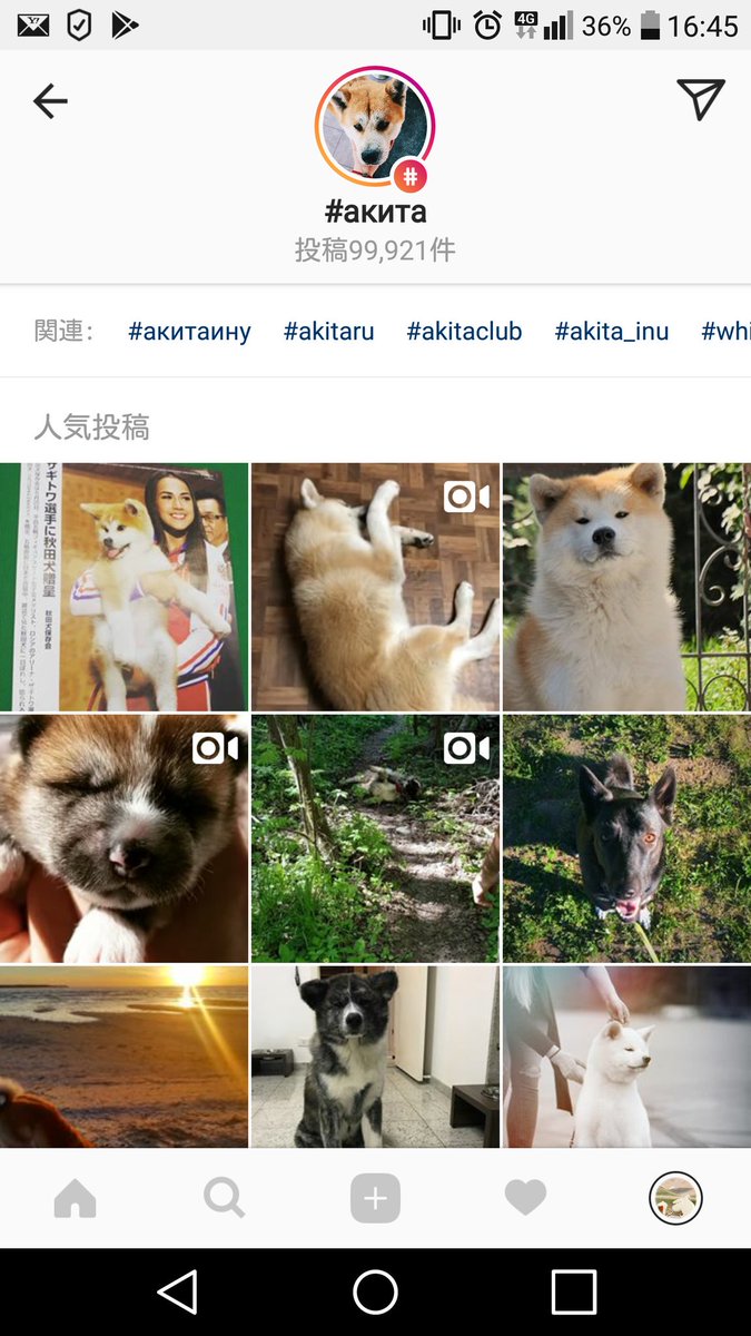 Uzivatel 杏 Na Twitteru インスタの Akita タグを覗くとロシア語圏で秋田犬が人気なことが伺える 違う犬種もたまに混じってるけど スクショの左上のはわたしがポストした写真です