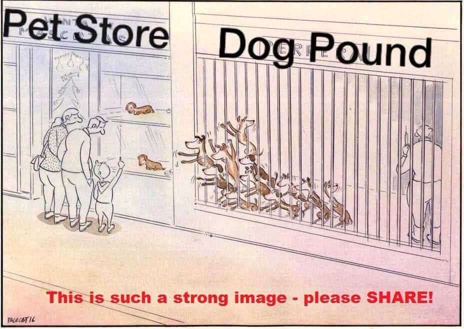 PROTECT ALL WILDLIFE tweet media