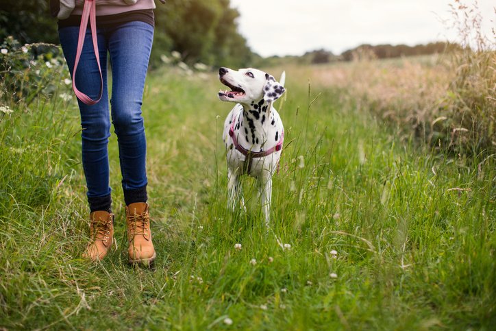 Bag yourself a last minute break!
Click the link to find yourself a great cottage break - goo.gl/SRUzR3 with savings up to 35% on some cottages!
Don't forget the pooch either!