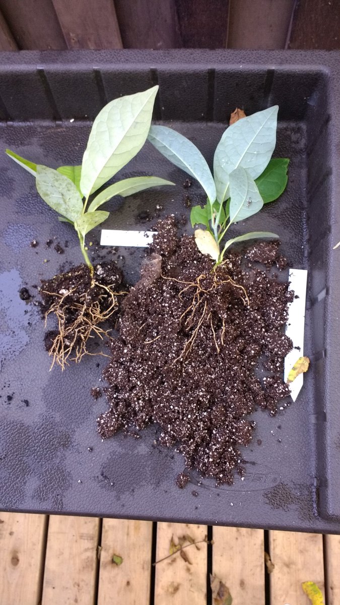 amahort's tweet photo. Our new #RootSmart™ #Tree #Propagation Tray took over 4 years to develop. It ends #rootgirdling when it counts. #healthyroots mean #healthytrees that live out their full life cycle. #sustainable #horticulture https://t.co/M0HROyXaRV