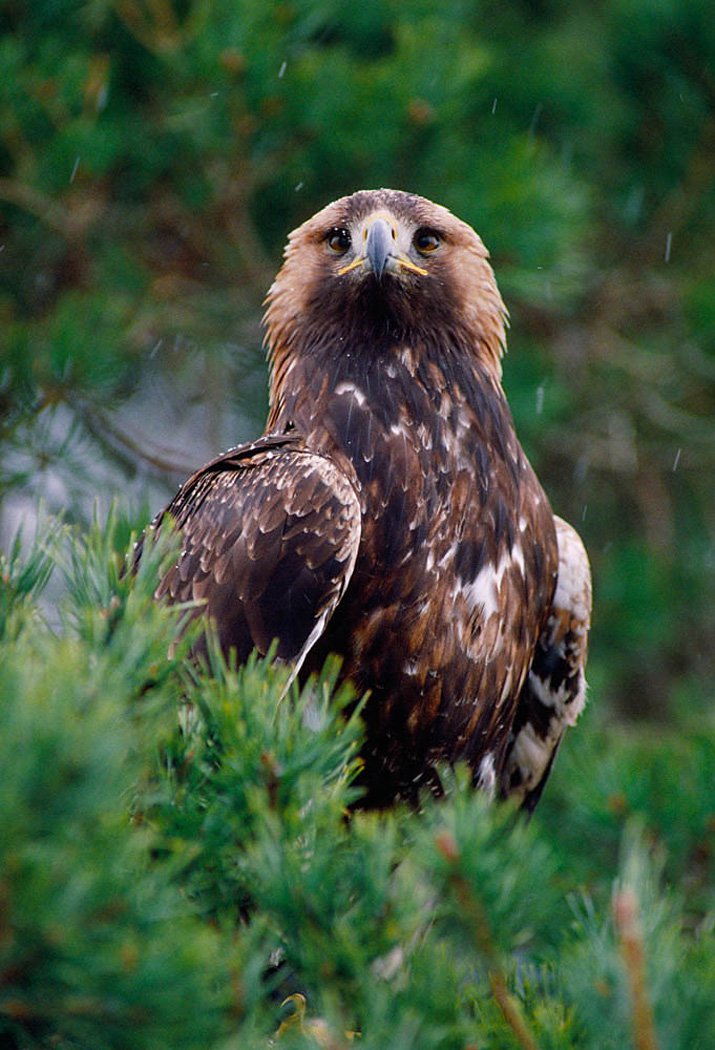 NatureScot's tweet photo. The South of Scotland Golden Eagle project is exciting new work which aims to reinforce the small, fragmented and vulnerable population of Golden Eagles in the South of Scotland. Find out more on their first ever blog post - https://t.co/jhAjSs7bLH #Scotland #nature https://t.co/8oXaIZnq4a
