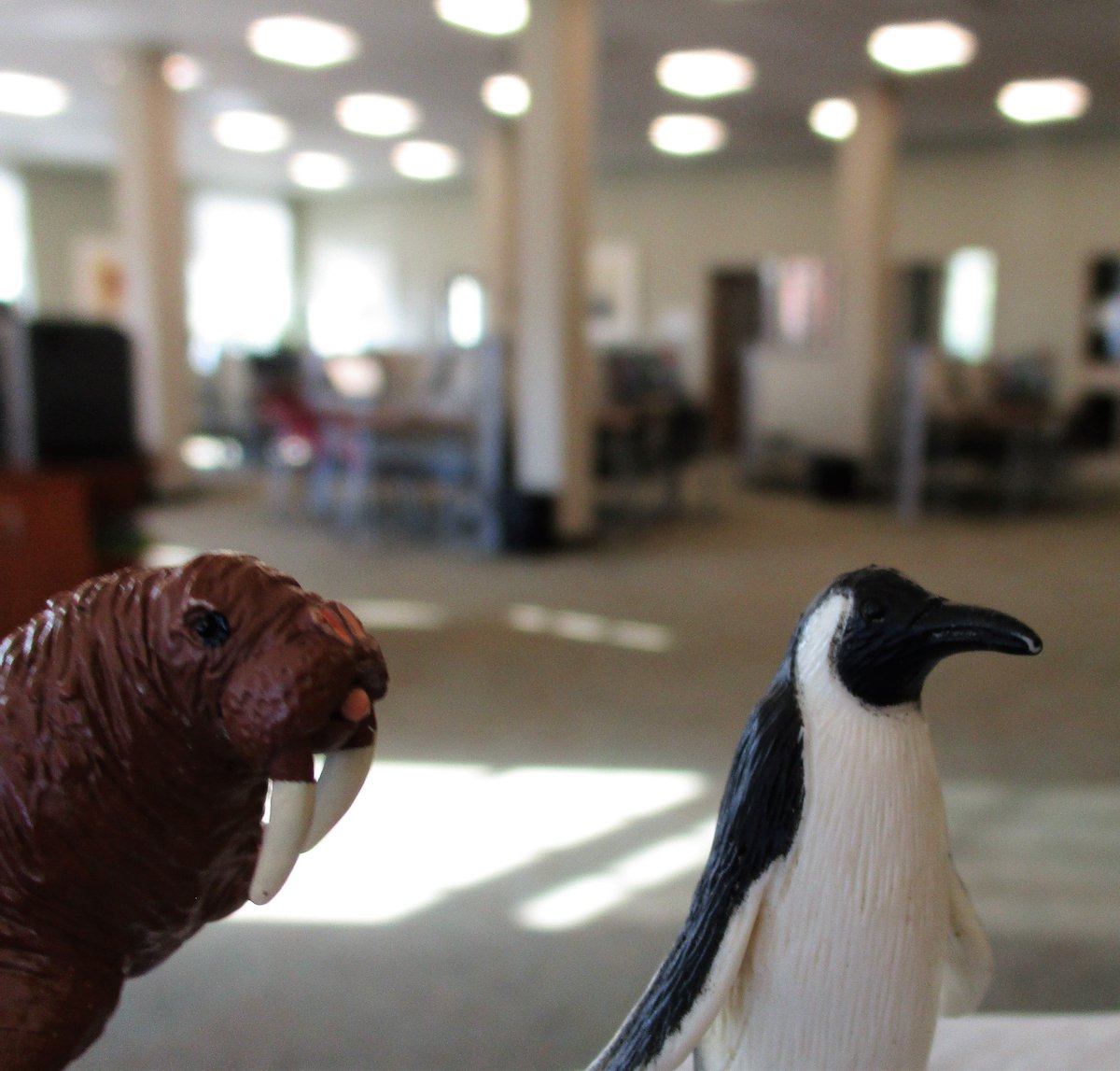 UNBLibraries's tweet photo. #DYK the HIL Learning Commons is air conditioned?!  #BeatTheHeat #PolarClimate #LibraryLife https://t.co/VIf5iqFVzQ