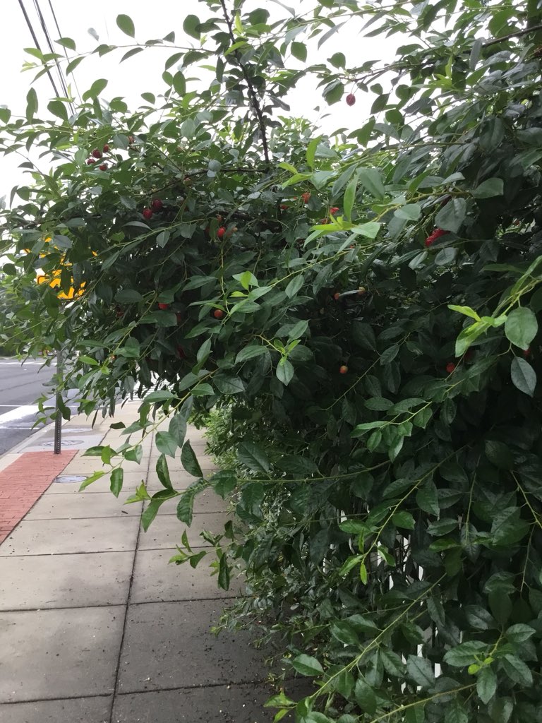 Sept11GroveW5DC's tweet photo. Breakfast from #DC #trees Day 6😁 The #cherries from these dwarf #cherry #trees protruding on most of the sidewalk are so good 😋 Thx #WoodridgeDC resident 4 this sweet & tasty treat 😊 #SaveDCStreetTrees #SaveSheffTrees #TreeLivesMatters https://t.co/bqeBziotLz