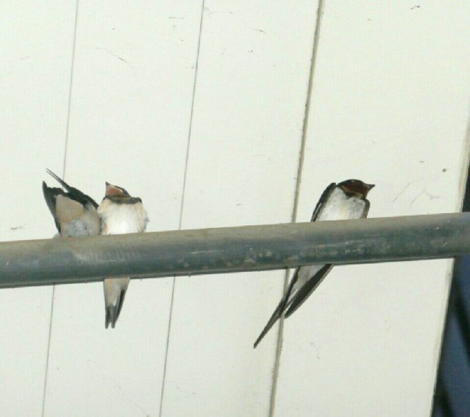 つばめのtwitterイラスト検索結果 つばめのtwitterイラスト検索結果