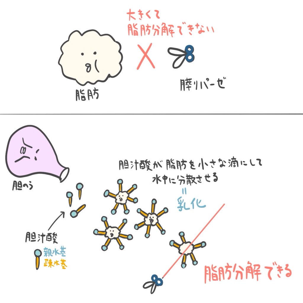ゴロ 解剖生理イラスト Auf Twitter パッと見で分かる 胆汁酸の乳化作用