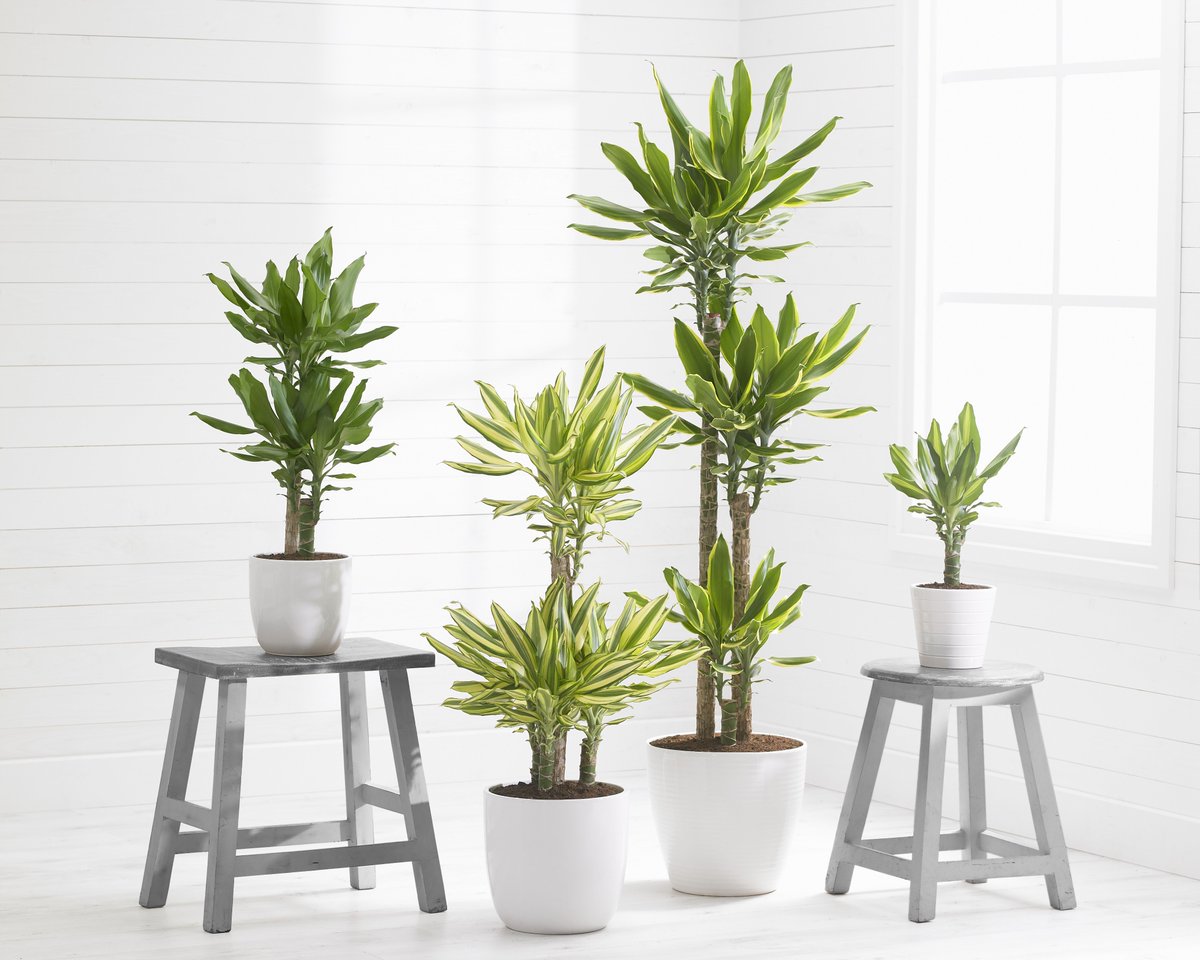 GreenBubble_com's tweet photo. Wist je dat de Dracaena's van Het Beste van de Kweker exclusief geteeld worden door @PietVijverberg? Deze stoere stammen zul je daarom niet zo snel ergens anders tegenkomen! https://t.co/NWyRZhaY7Q