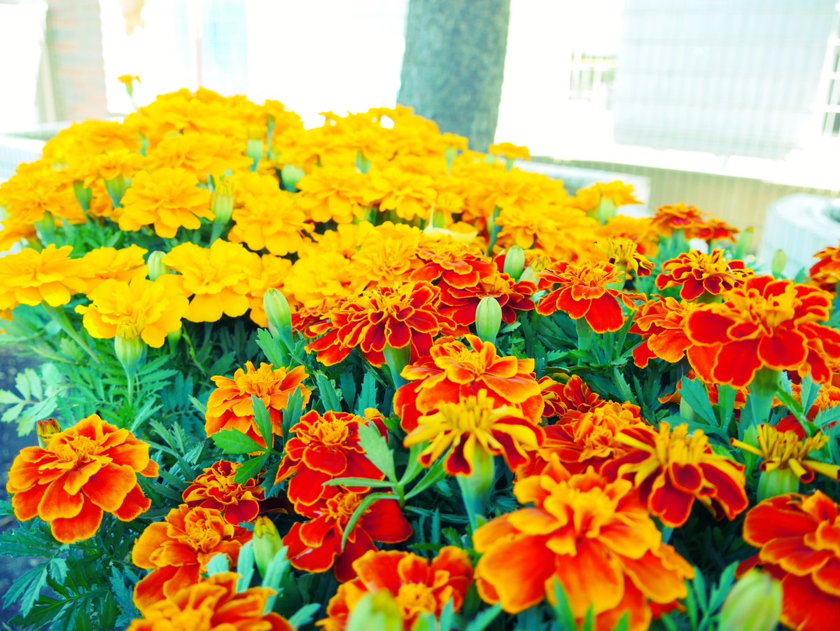 相模ひまわり幼稚園 در توییتر 今日は快晴 正門横の花壇にご注目 マリーゴールド畑の完成 あれ １区画だけ何もないぞ な ぜ だ 艸 近日公開 マリーゴールド 花壇 美しい ひまわり幼稚園 インスタ映え こうご期待 謎