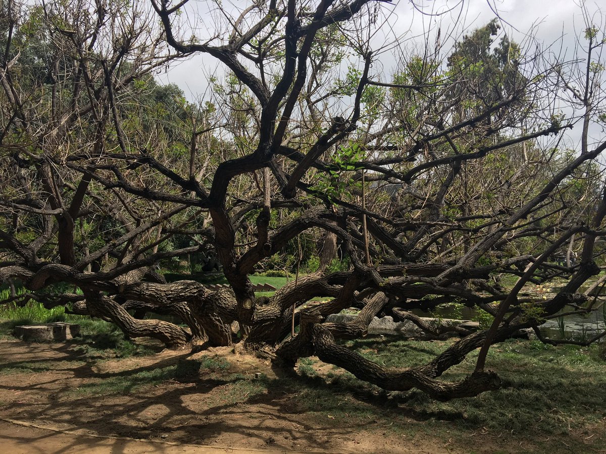 KerrTeri's tweet image. This is a called Coral Tree! We never seen this type of tree!