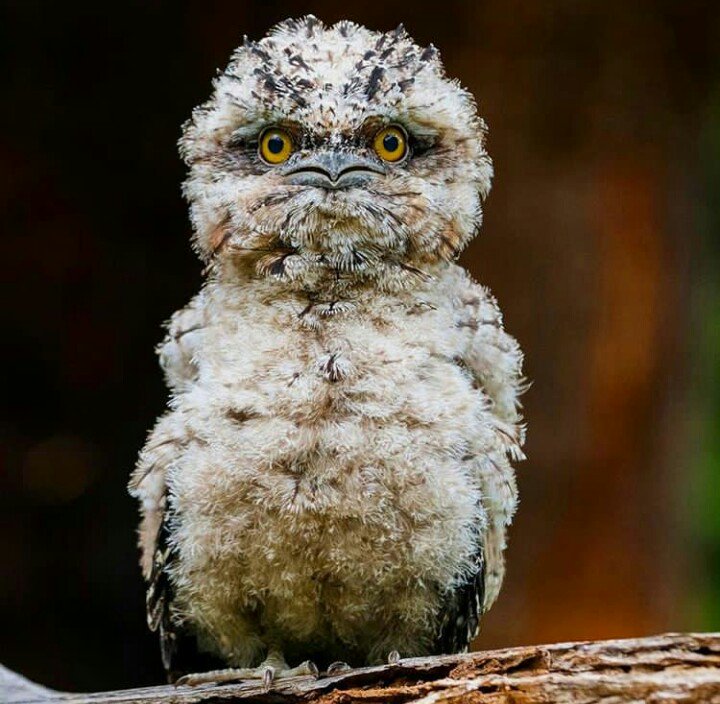 ieamazonie's tweet photo. L'Amazonie et sa splendeur! 🌄🌿 #Amazonie #faune #nature #splendeur #flore #forêt #faunaeuropaea #biodiversitè #Monde #photo #likeforfollow #likesforlikes #Selva #ecoogie https://t.co/OpR1TuPEik