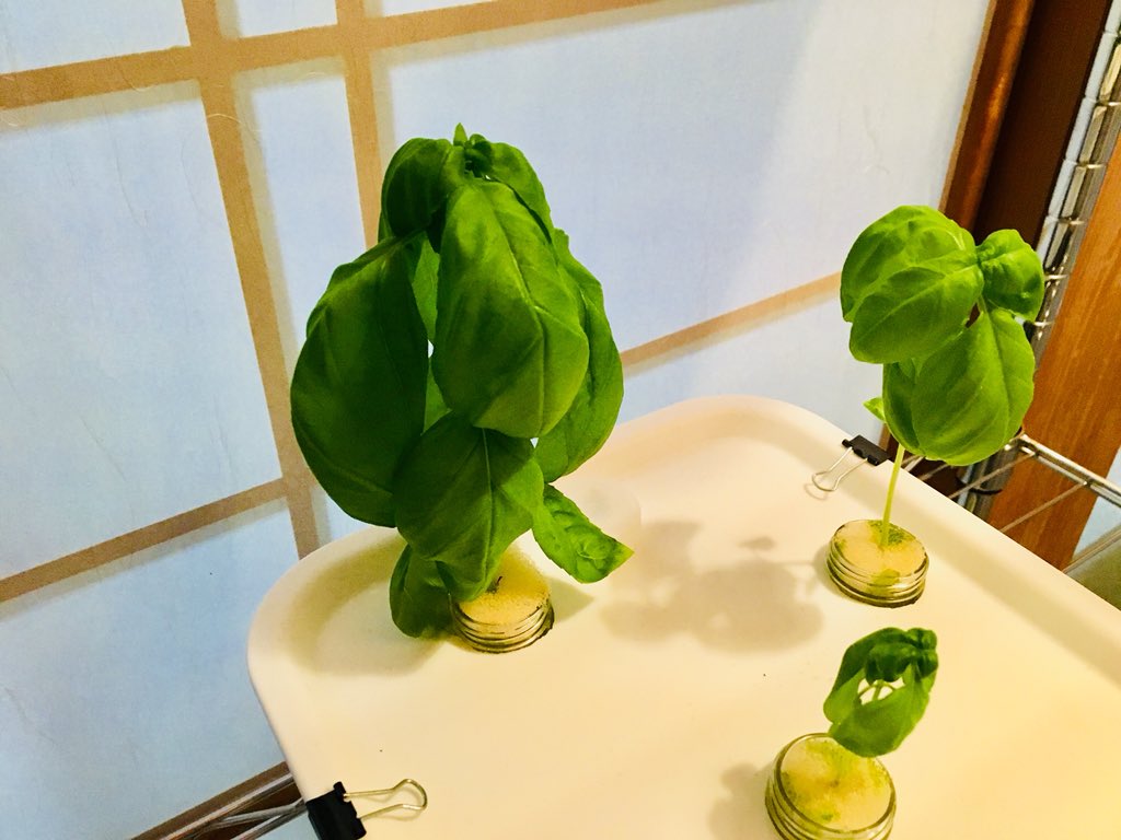 水耕栽培 ありがとうございます