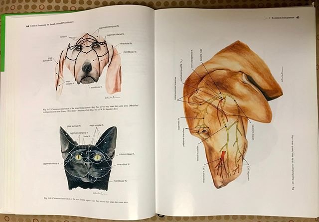 MizzouLibraries's tweet photo. CVM's own Dr. Gheorghe Constantinescu is world famous for his watercolor illustrations. Here are a few pages from Dr. C.'s Clinical Anatomy for Small Animal Practitioners showing the nerves of the head. #ZalkLibrary #Mizzou #Libra… https://t.co/h7BYJuhFLb https://t.co/gHhsdybnuL