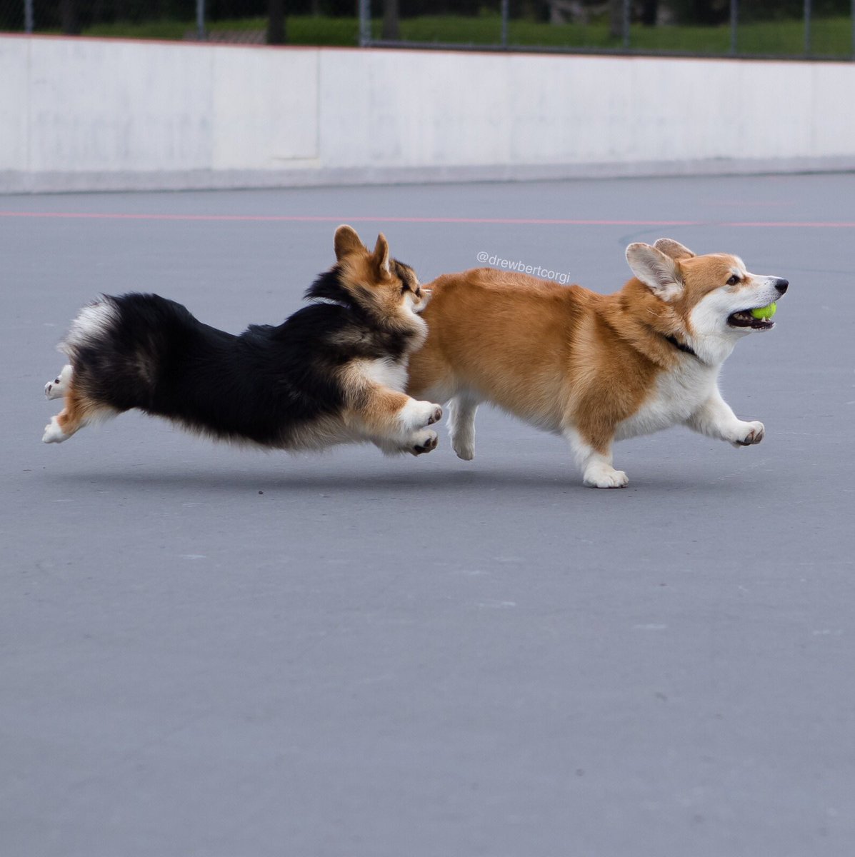 drewbertcorgi's tweet photo. The struggles of being the big brother... you just want to play ball but your sister is literally biting you on the ass.
Come on ref, that’s gotta be a foul!
#Drewbert #Ballbert #ItsMonaTime #ToNip #corgi https://t.co/LE5iPAQpGD