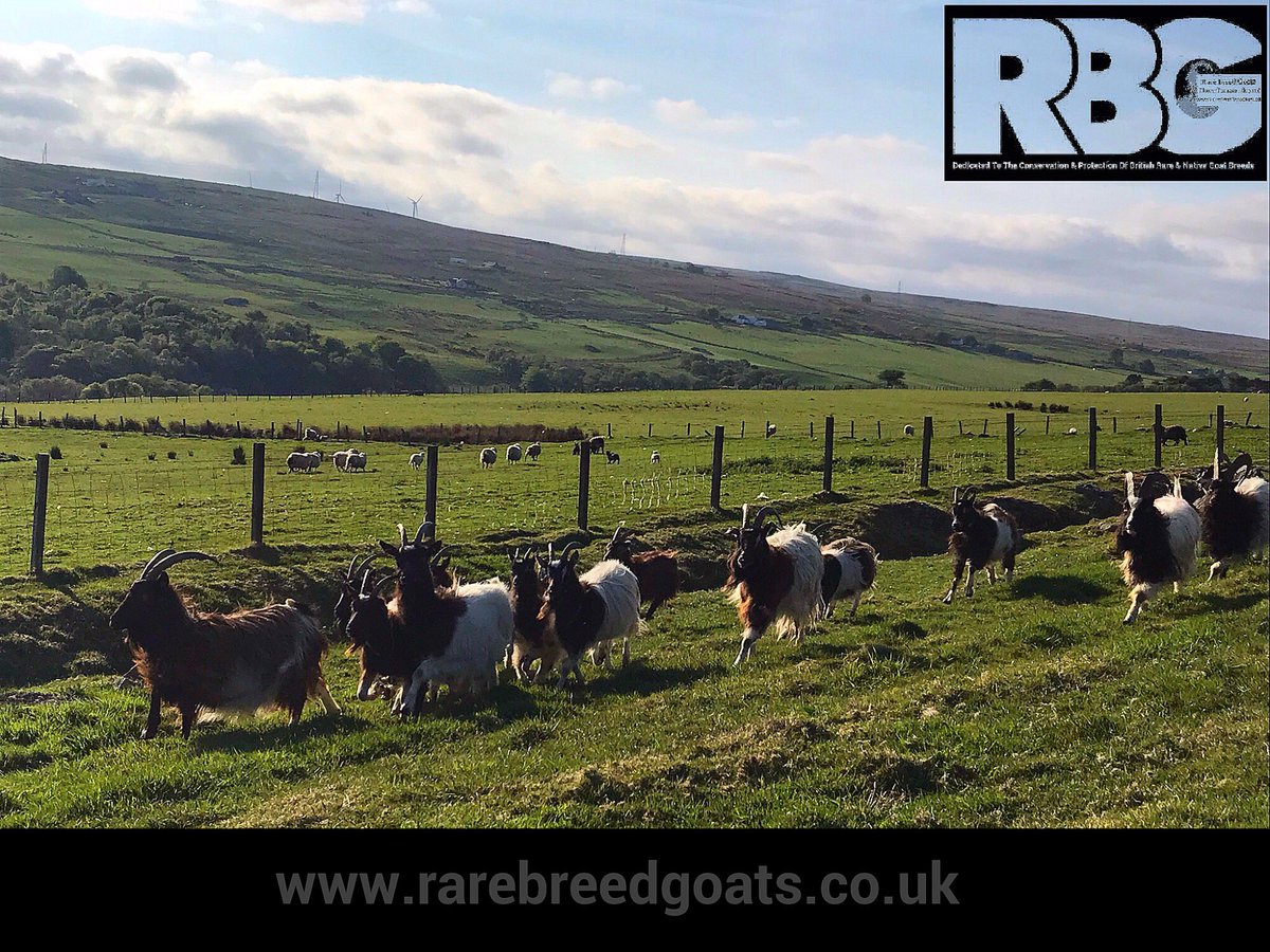 RareBreedGoats's tweet photo. To all our Facebook followers, many apologies for our absence. We had a little technical problem with our Rare Breed Goat account, a big thanks to the guys and girls at Facebook for resolving this matter.
#rarebreedgoats
#bagotgoats
#bagots https://t.co/5luH4lmfja