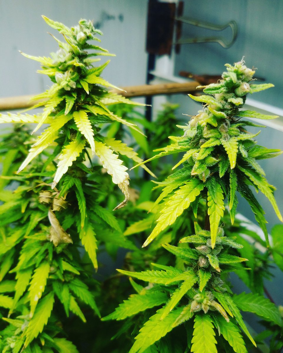 Clemon Dabney tweet media