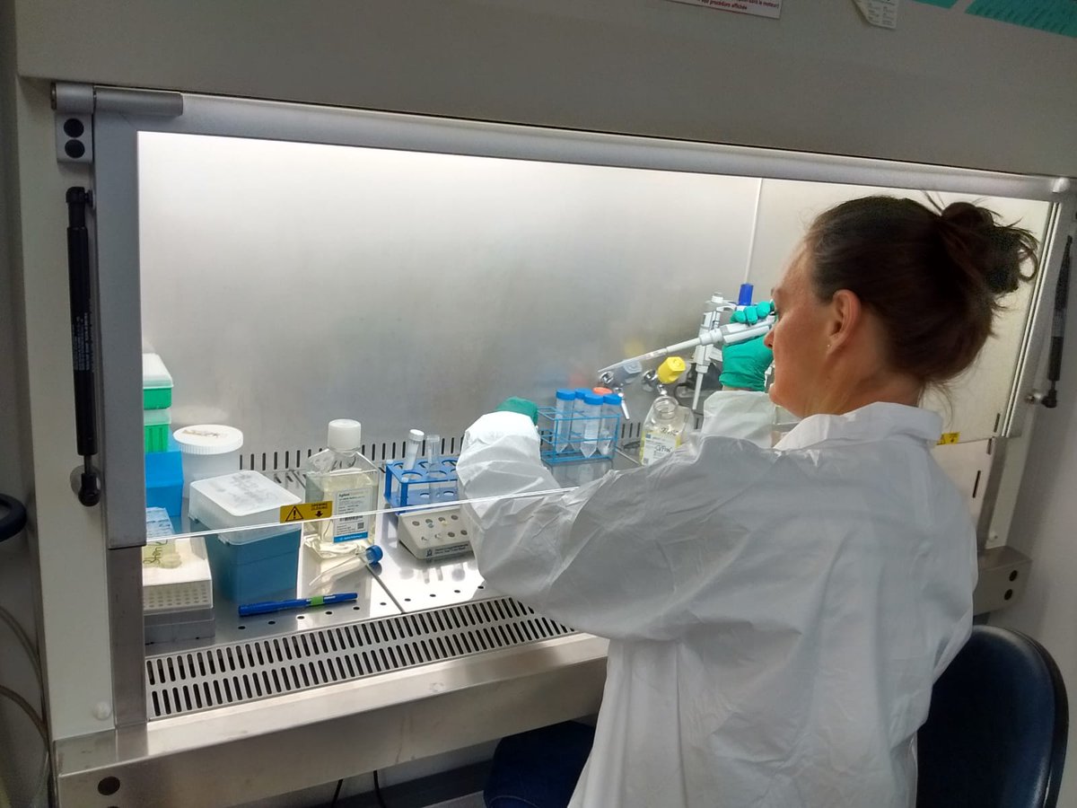 AltertoxAcademy's tweet photo. The second day of hands-on work at the #AltertoxAcademy training on #invitro #liver #models with experts from @AgilentLife, @PromegaAG, @GreinerBioOneFR and @iras_uu is on its way! @Biopredic_Intl #toxicology #HepaRG #experts #success #laboratory #alternatives #methods https://t.co/oZdSIdGbl1