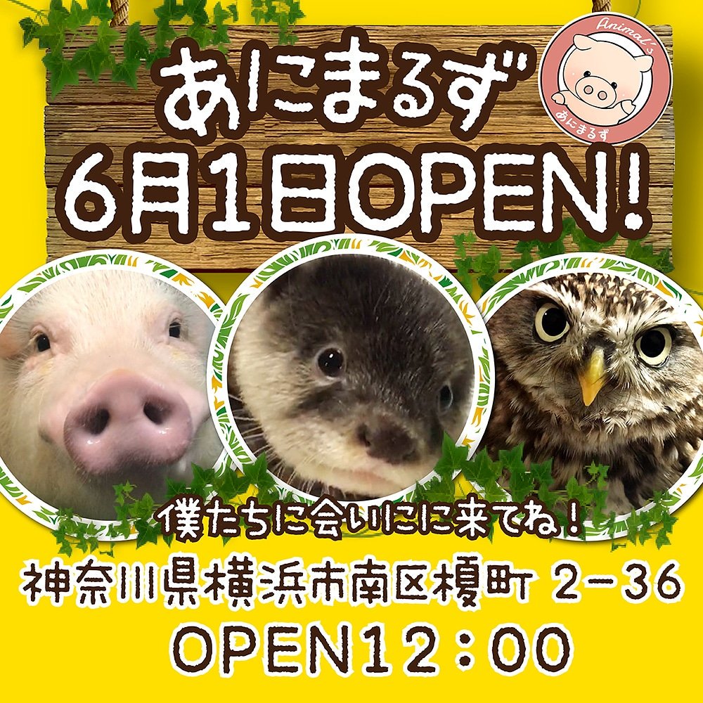 動物販売 Twitter Search Twitter