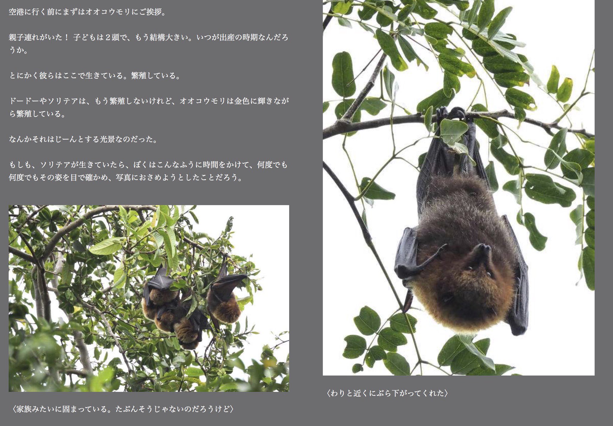 カワバタヒロト 色のふしぎ と不思議な社会 年代の 色覚 原論 A Twitter さよならロドリゲス ドードー連載がするりと終わってしまった メルマガ クルーのみなさんありがとう これを書きたくて始めたようなものでした そして 終わったら