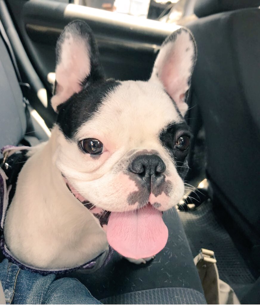 #ThrowbackThursdays, good times.
#NationalSmileDay not in Peru, but yes in my heart... near to you my furrfriends. ❤️🐾
paypal.me/SLlajaRamirez 🙏🏻
#frenchie #DogsofTwitter 
<a href="/dogcelebration/">CelebrationOfDogs</a>