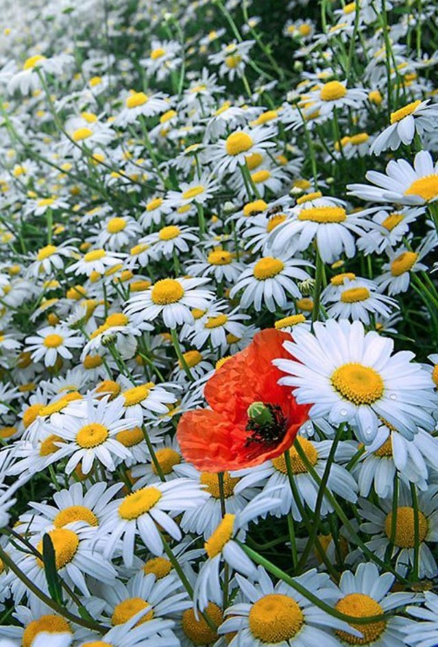 kallac_carta's tweet photo. La poesia più bella  l'ha scritta chi ha coltivato campi d'amore nel tuo cuore...anche senza parole.. https://t.co/J8E2or58up