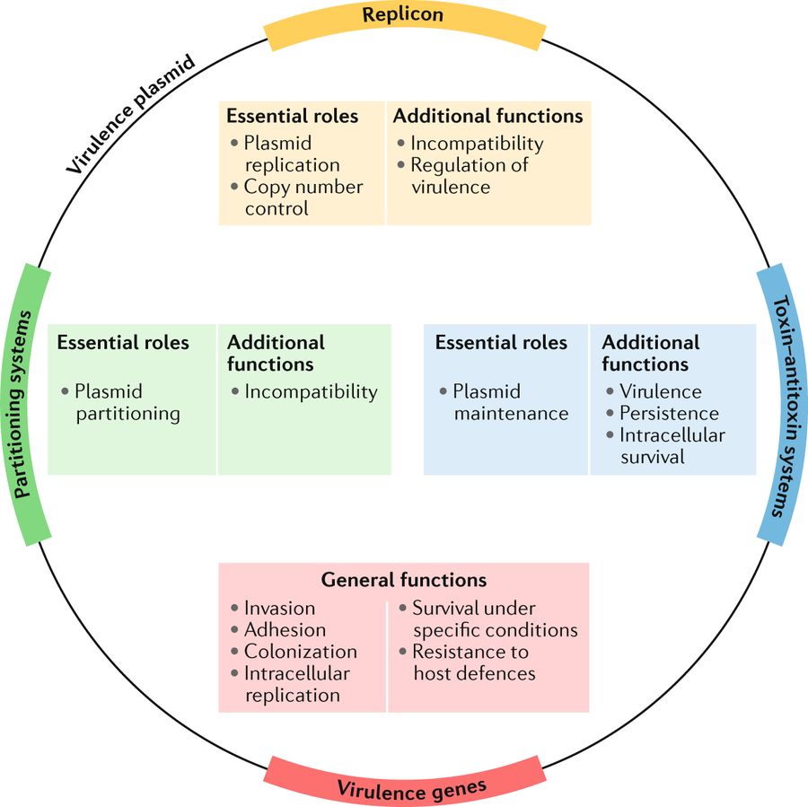 Nature Reviews Microbiology (@naturerevmicro) on Twitter photo Going around in circles: virulence plasmids in enteric pathogens go.nature.com/2LO19YF
In this Review, Pilla and Tang discuss virulence plasmids in enteric pathogens and mechanisms for their maintenance in bacterial populations <a href="/Dunn_School/">Dunn_School (now @DunnSchool.bsky.social)</a> Going around in circles: virulence plasmids in enteric pathogens go.nature.com/2LO19YF
In this Review, Pilla and Tang discuss virulence plasmids in enteric pathogens and mechanisms for their maintenance in bacterial populations <a href="/Dunn_School/">Dunn_School (now @DunnSchool.bsky.social)</a>