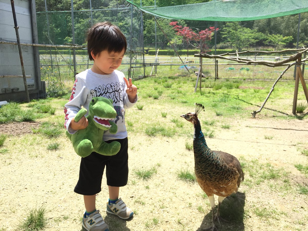 shigepyo's tweet photo. 未知との遭遇。
人懐っこい孔雀でした。

#写真好きな人���繋がりたい 
#孔雀
#鳥 https://t.co/j9W6085Inz