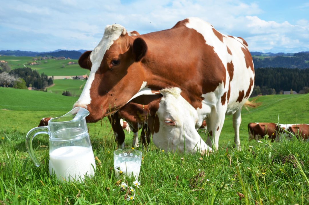 Parait-il qu'aujourd'hui est la journée du lait Bonne journée à tous les producteurs laitier qui nous grâce à qui nous nous régalons chaque jour