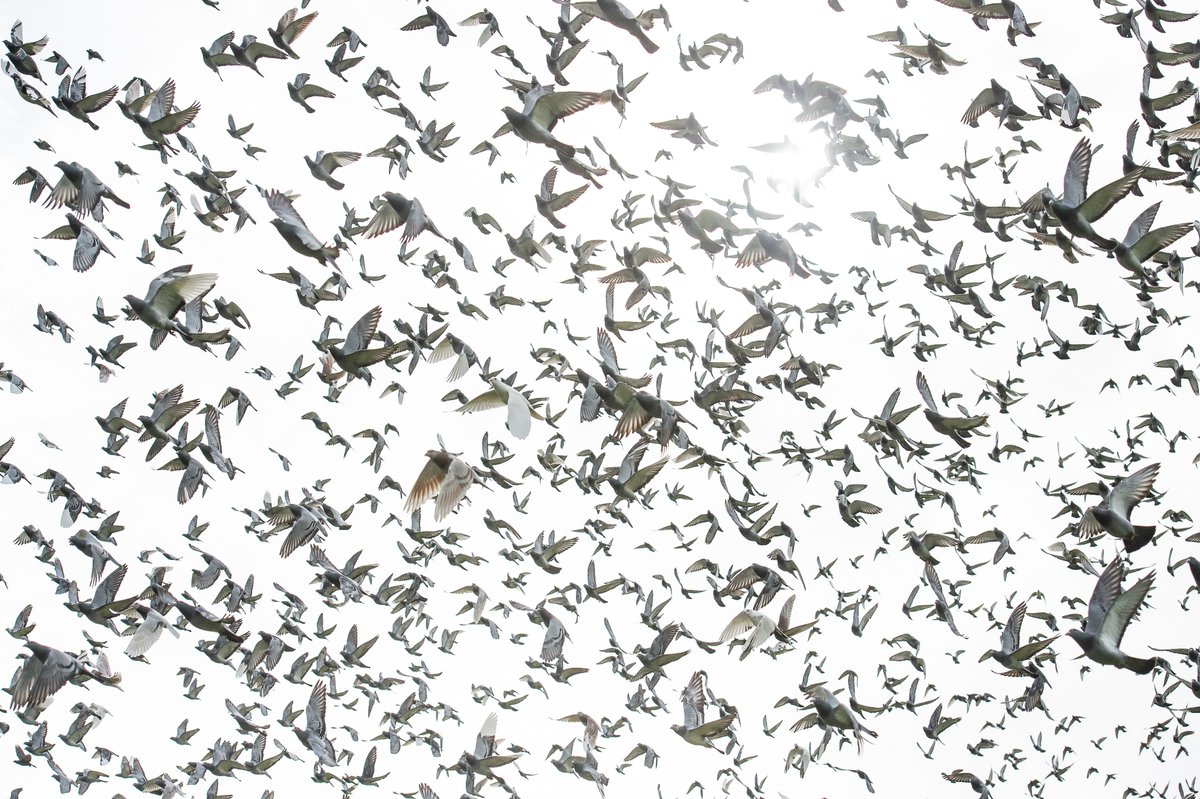 VoiceComms's tweet photo. On the morning of Wednesday 13 June, the @official_rpra will be releasing 650 birds at #BletchleyPark in #MiltonKeynes at the #LordsvsCommons #pigeonrace. Find out more in our latest blog post!
https://t.co/m0yRTzZftS #PigeonRacing #RacingPigeons #MPs #MP https://t.co/pQBXKCr5tU
