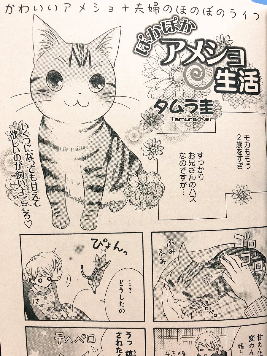 ?お知らせ?
ただいま発売中の別冊ねこぷに ポンポンこねこ号に「ぽかぽかアメショ生活」掲載させて頂いてます!甘え上手な猫モカと甘ちゃん飼い主の日常4コマです。よろしくお願いします✨ 