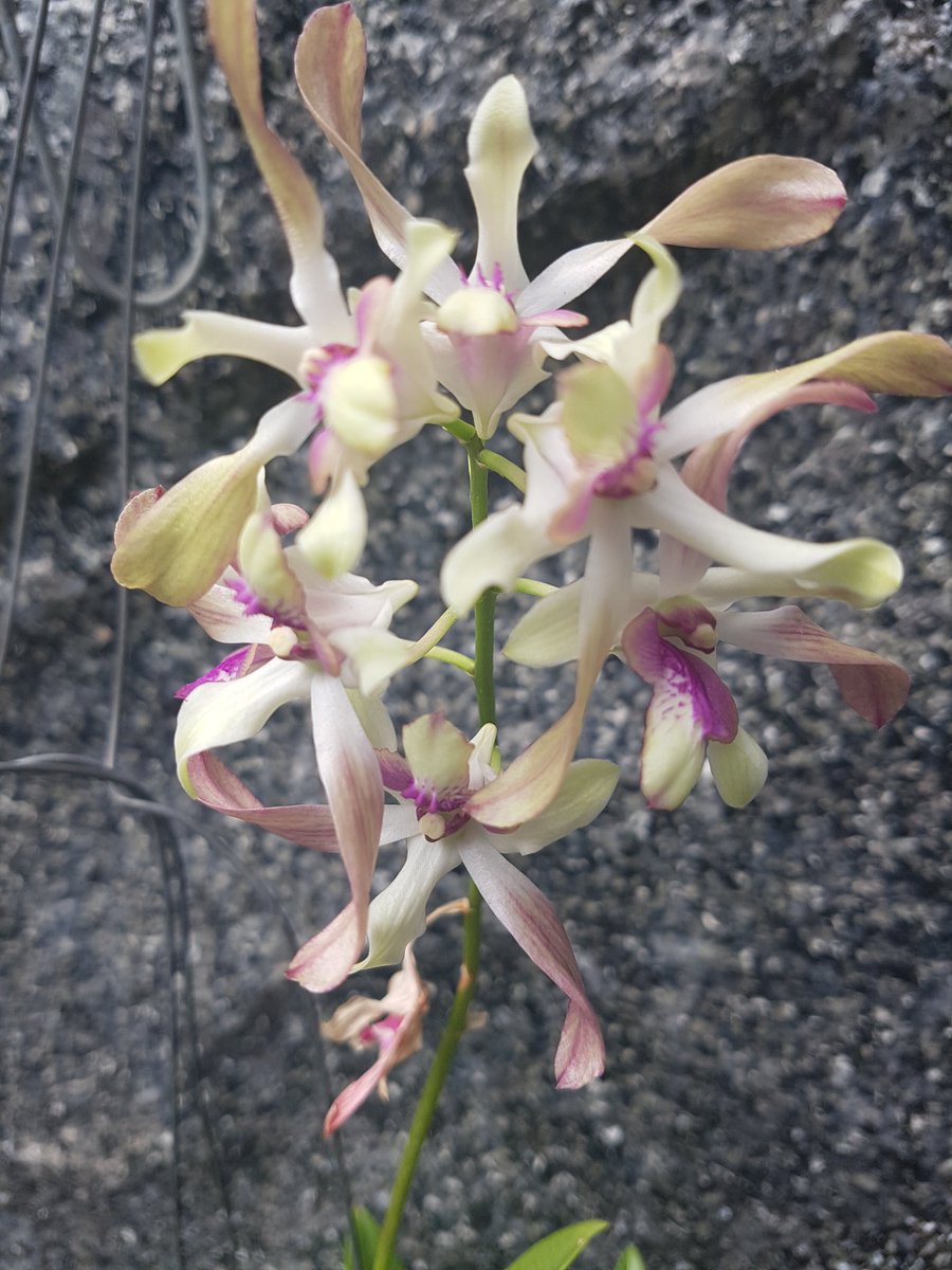 Dendrobium. No ID .. small plant small flowers