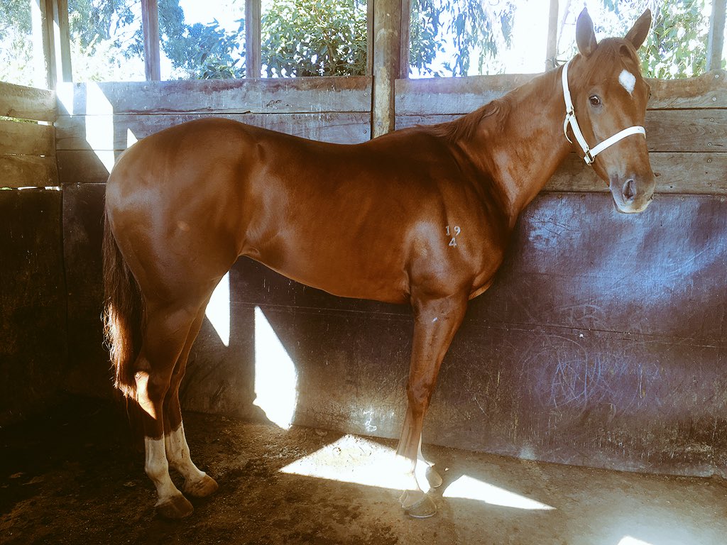 kategoodrich's tweet photo. Harry ready to go around again in the next week or so, really happy with him after he lost a bit of condition from his trip to Hamilton.

A month between runs should be perfect 🏇😍

#toohardtohandle https://t.co/xt757xyIJE