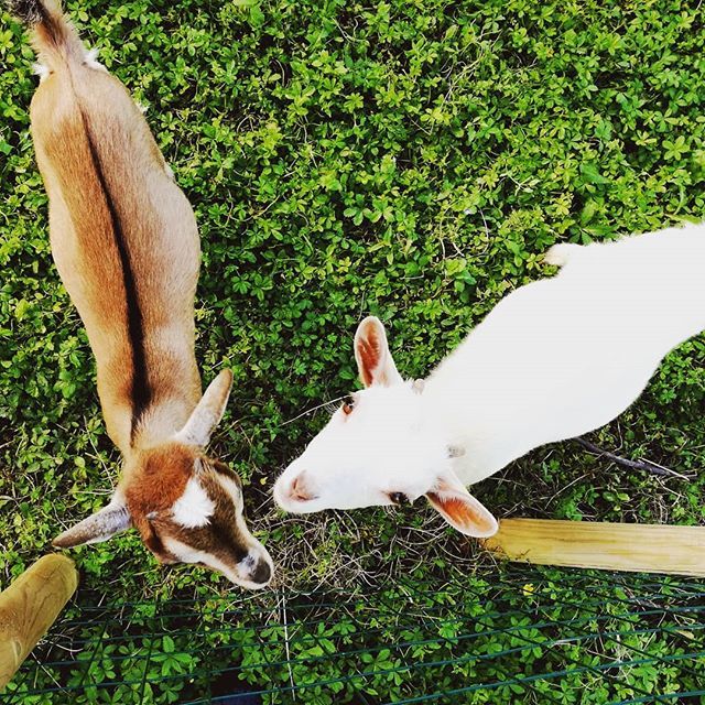 Fontanacervo's tweet photo. Panna e Nocciola non disdegnano la pioggia, visto che garantisce una crescita rigogliosa e veloce di erbette fresche ;) 🐐 
#vitadicampagna #cascina #greenlife #erba #prativerdi #caprette #primavera #agricola #trifoglio #villastellone https://t.co/lqmOC5hSml