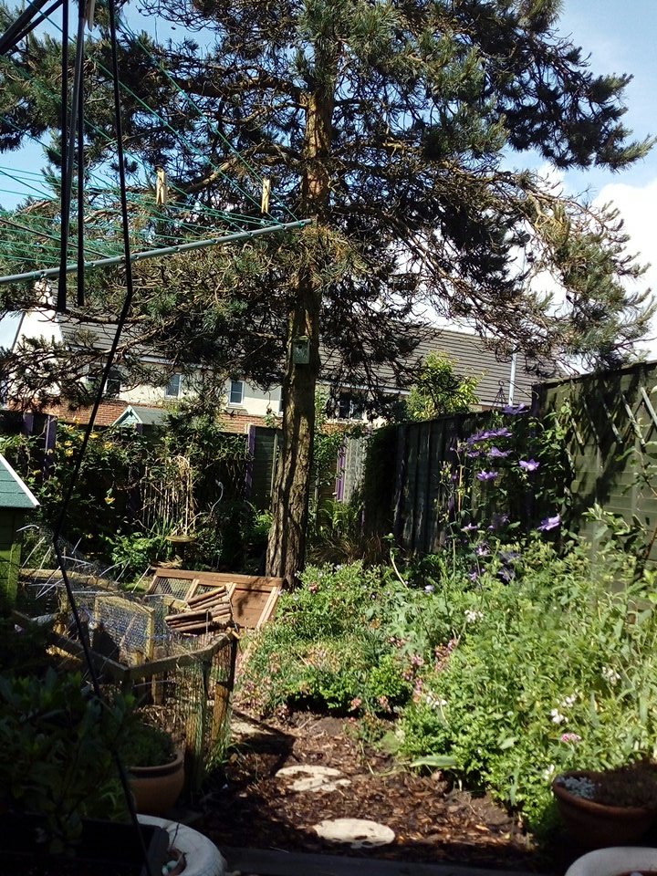 JigsawGarden's tweet photo. So green after the storms. https://t.co/szbLP6o4S4