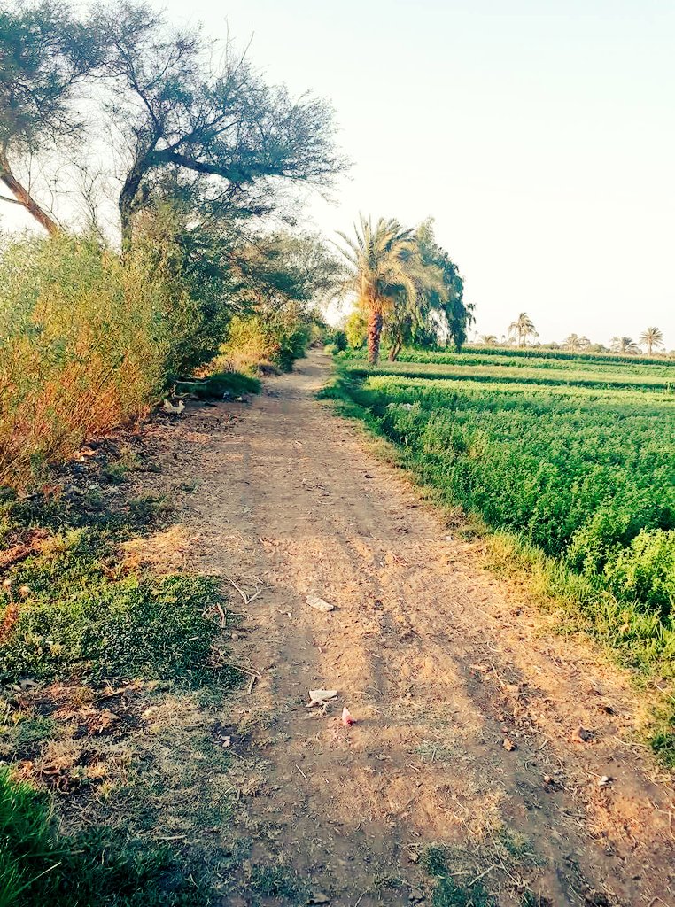 HADRAMOUT01's tweet image. ازداد توجه ملاك الأراضي الزراعية إلى إلغاء الزراعه باراضيهم والعمل على تقطيعها إلى قطع وأراضي سكنية أو تجارية وأصبحت كالظاهرة، فهناك مئات المزارع اختفت واجتاحها العمران وهو ما ينذر بفقد #حضرموت احد اهم مواردها الاقتصادية التاريخه وهي الزراعة..