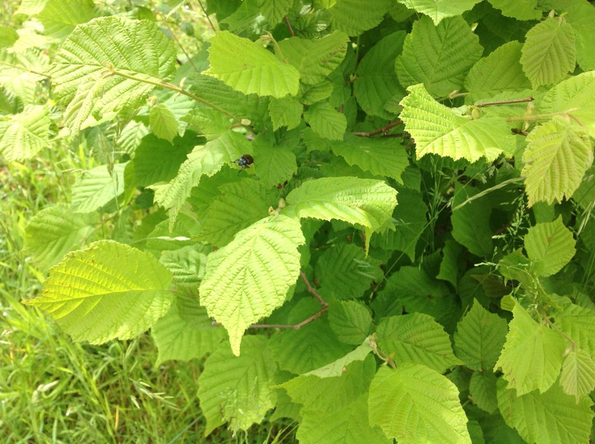 SpringNurseryH's tweet photo. #30DaysWild DAY 1 started of great!! The children spotted some beetles in the garden and we have been observing our blue tits feeding their young in one of our birdhouses. ๐ฆ๐๐๐ฟ#SpringGrowLearn https://t.co/wmL1y9MkCG