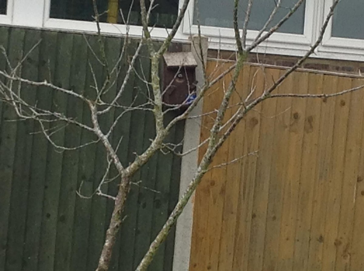 SpringNurseryH's tweet photo. #30DaysWild DAY 1 started of great!! The children spotted some beetles in the garden and we have been observing our blue tits feeding their young in one of our birdhouses. ๐ฆ๐๐๐ฟ#SpringGrowLearn https://t.co/wmL1y9MkCG