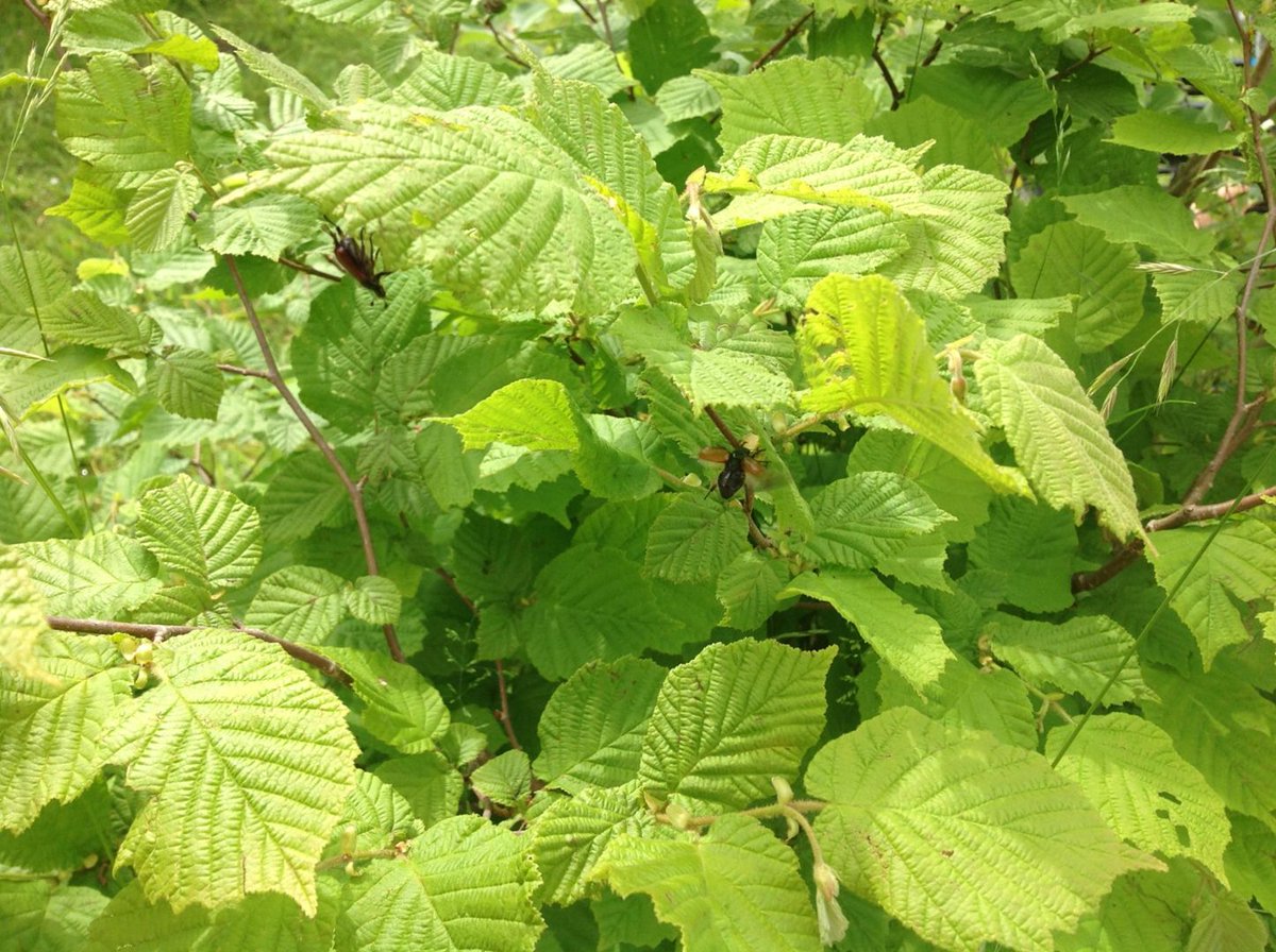 SpringNurseryH's tweet photo. #30DaysWild DAY 1 started of great!! The children spotted some beetles in the garden and we have been observing our blue tits feeding their young in one of our birdhouses. ๐ฆ๐๐๐ฟ#SpringGrowLearn https://t.co/wmL1y9MkCG