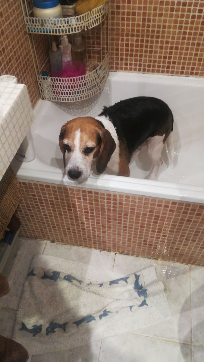 MariaMartin095's tweet photo. Por cada foto de tu 🐕  mojado con #mójateporlaleihmaniosis donarán un collar @scalibor_tekenband a @acunrorg.
Fácil, sencillo y para toda la familia peluda 😊. https://t.co/U7W9nt2EqG