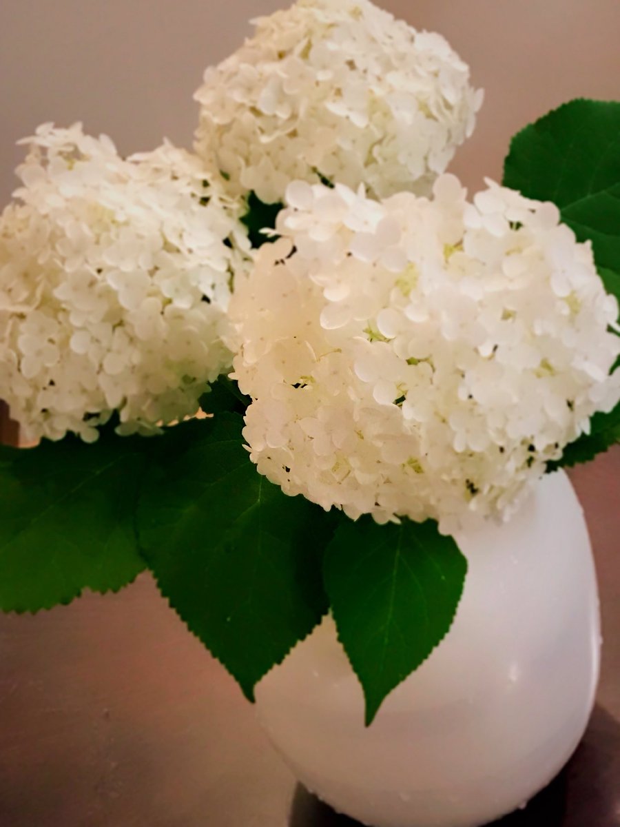 chacha_marino's tweet photo. お隣さんからお庭の紫陽花頂いた～アナベルって名前もカワイイ🧚‍♀️ https://t.co/8kwIpIrb2t