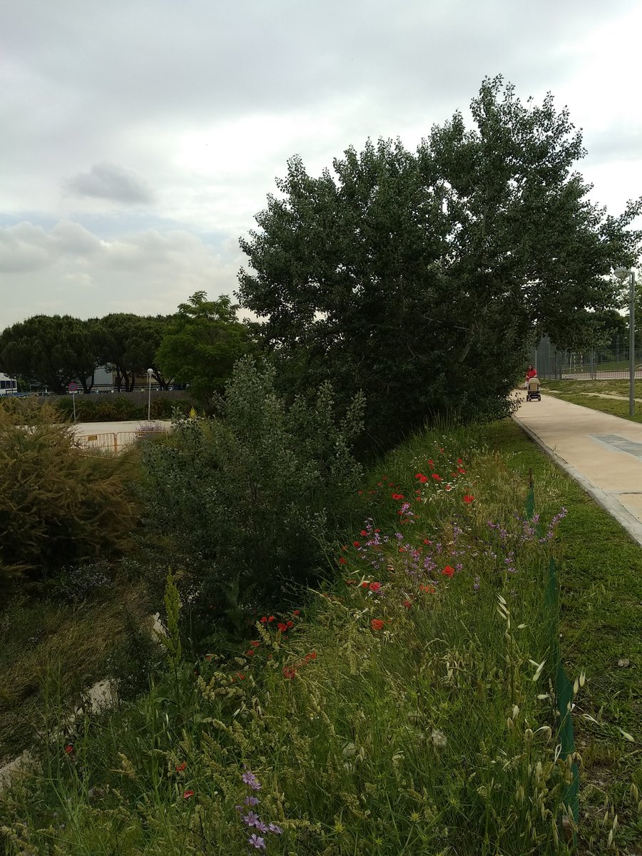 PastorArancha's tweet photo. Visita al bosque de ribera de Arroyo Pozuelo.@ColBernadette @cber2002 https://t.co/4c5Zla6FDz