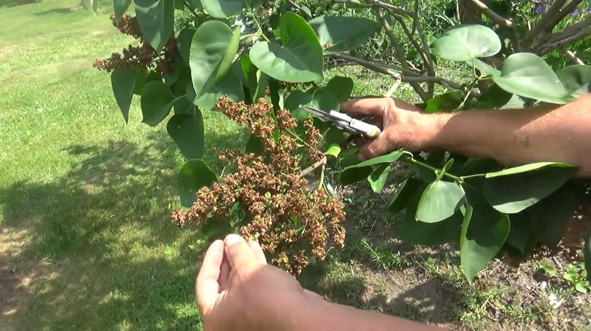 zielonepogotow1's tweet image. Jak przyciąć lilaka po kwitnięciu?

Zapraszamy na film :)
d.tube/#!/v/zielonepo…

#ogód #lilak #bez