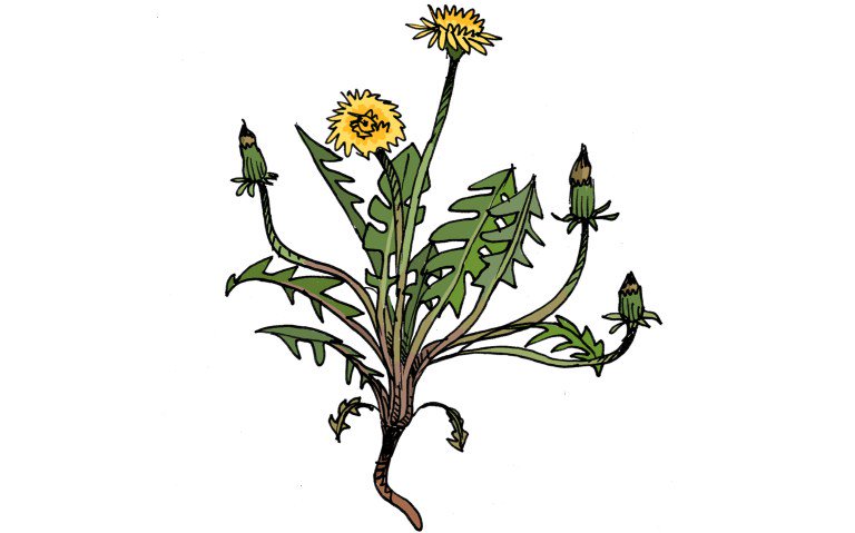 popcorn_IC's tweet photo. Cicoria | Dandelion | Maskros
Free food! But you do have to work a bit for it. But still! 
. . .
https://t.co/x6Y2Gj5ta8
. . .
#cicoria #dandelion #maskros #popcornicecream #foodblog #recipe #superfood https://t.co/3DOc2uQt7C