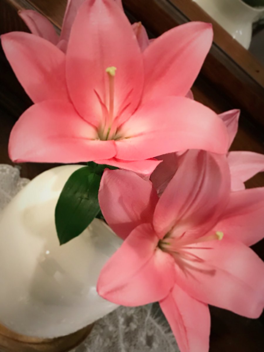 chacha_marino's tweet photo. 妹アナベルが来て喜ぶ百合姉は近くの
農産物無人スタンドにて入手(田舎〜)👩‍❤️‍💋‍👩 https://t.co/I0rTvZ5tTa