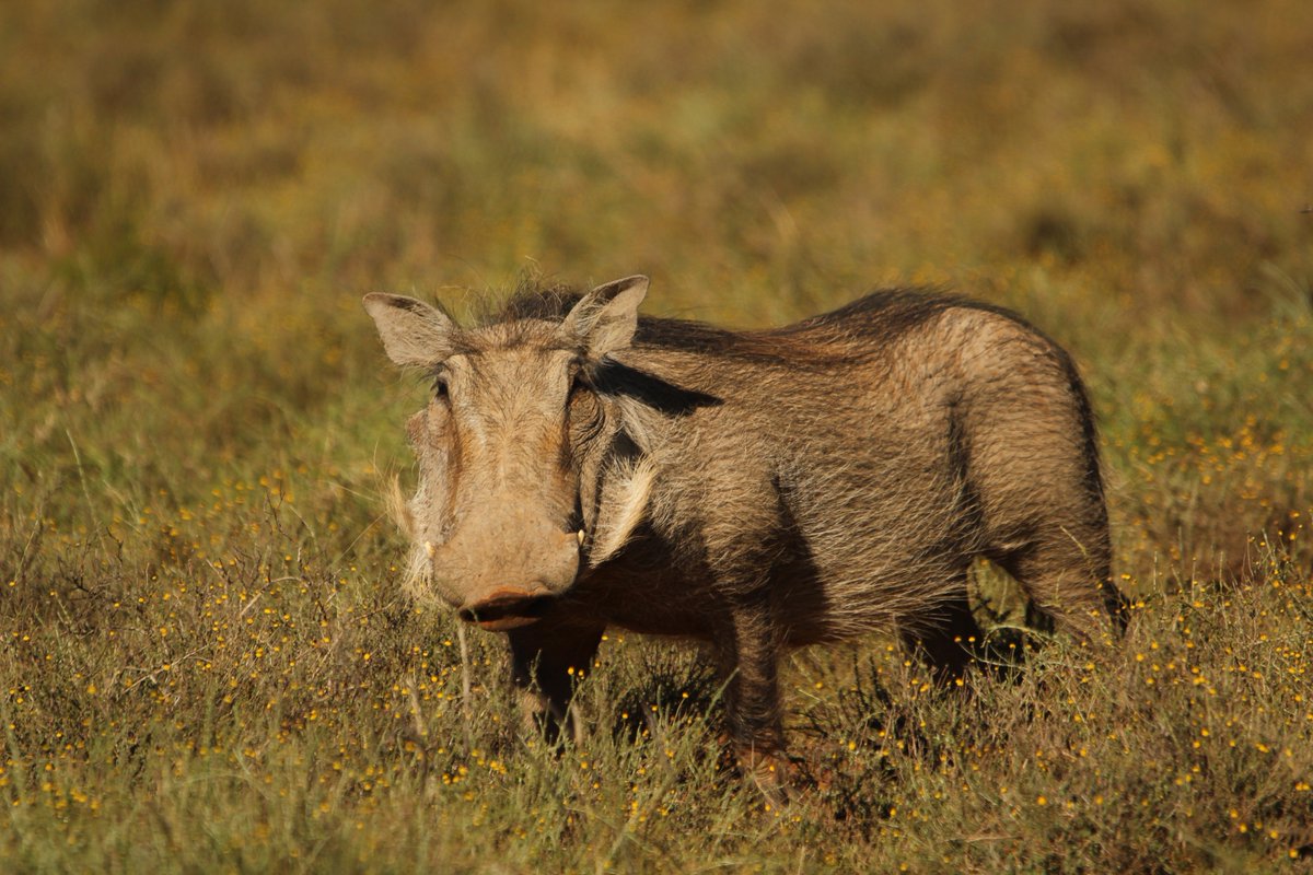 Fortunately there will be some more beautiful than others… #wildlife #safari #mountcamdeboo