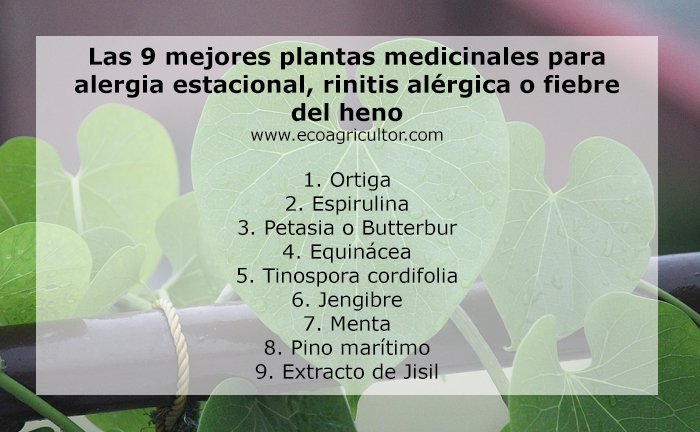 EcoAgricultor's tweet photo. Las 9 mejores #plantasMedicinales para #alergia primaveral, #rinitis alérgica o fiebre del heno
https://t.co/3jQyHwL6nv https://t.co/ETrbbwjWg9